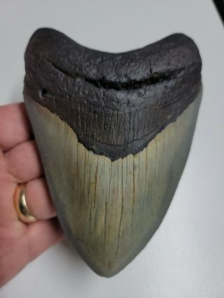 5.  26 " Megalodon Shark Tooth Fossil Shark Teeth