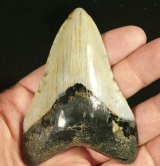 A Big Polished Megalodon Shark Tooth Fossil 74.  5gr