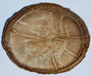 Very Large,  Polished Texas Petrified Palm Round