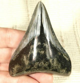 A Big Polished Megalodon Shark Tooth Fossil 75.  2gr