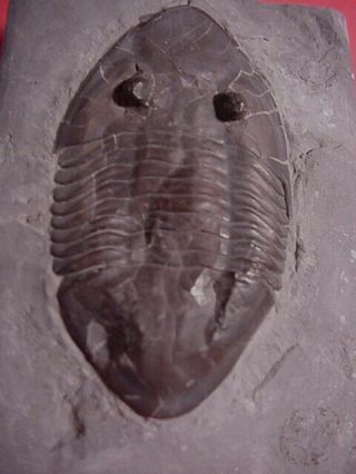 A Isotelus Fritzae Fossil Trilobite From The Ordovician Period In Canada