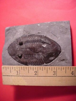 A Isotelus Fritzae Fossil Trilobite From The Ordovician Period In Canada 2