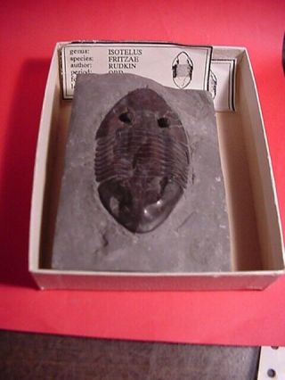 A Isotelus Fritzae Fossil Trilobite From The Ordovician Period In Canada 3