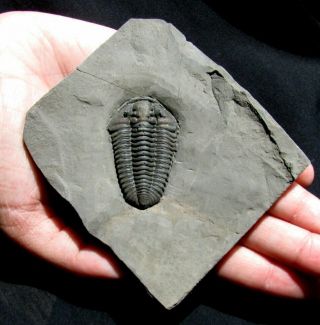 Extinctions - Top Quality Calymene Trilobite Fossil From York - Very Large