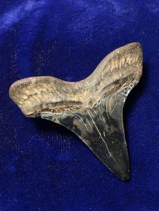 Colorful Rare Cretoxyrhina Mantelli Fossil Cretaceous Ginsu Shark Tooth Ms