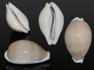 Seashell Cypraea Camelopardalis Mariae Very Globular Shell Giant 84.  2 Mm