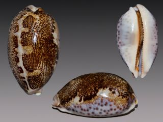 Seashell Cypraea Mappa Cf.  Singularis - Rare Very Unusual Location.  63.  5 Mm