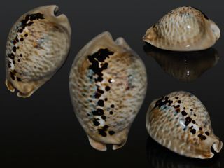 Seashell Cypraea Mus Donmoorei Monster My Best One 64.  4 Mm