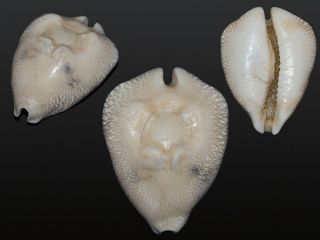 Seashell Cypraea Caputviperae Fossil Quality White 46.  1 Mm
