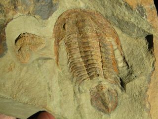And Rare Trilobite.  Hamatolenus (miopsolenus) Cambrian.  Morocco.  Tr8