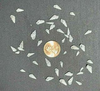 615 Tiny Wentletrap Epitonium Seashells Shell From Sanibel Sailor Valentine