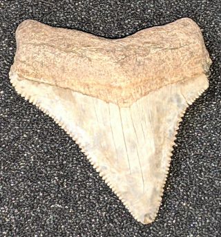 Very Rare Fossil Chubutensis Shark Tooth From California