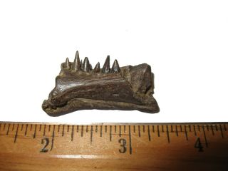 Cretaceous Hell Creek Borealosuchus Fossil Crocodile Jaw W Teeth Dinosaur Bed 1