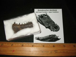 Cretaceous Hell Creek Borealosuchus Fossil Crocodile Jaw W Teeth Dinosaur Bed 2