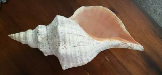 Florida Horse Conch - Pleuroploca Gigantea (approx.  15.  5 ")