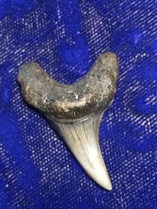 Rare Oligocene Parotodus Benedeni Fossil Shark Tooth Sc
