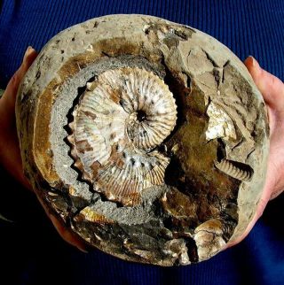 Extinctions - Colorful Detailed Ammonite Fossil In Concretion - Display