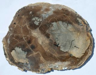 Very Large,  Polished Oregon Petrified Wood Round - Beech
