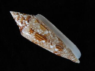 Sea Shell Conus Bengalensis 89.  8mm Id 6195