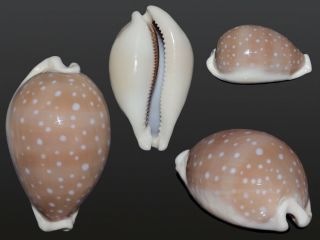 Seashell Cypraea Camelopardalis Sharmiensis Beige/pink Form 71.  3 Mm F,  /gem