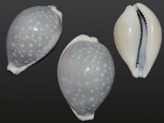 Seashell Cypraea Camelopardalis Sharmiensis Gray - Blue Form.  Very Globular Shell