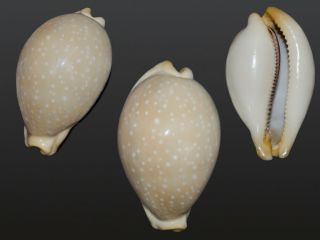 Seashell Cypraea Camelopardalis Sharmiensis Yellow Form Giant 83.  2 Mm