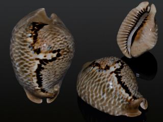 Seashell Cypraea Mus Donmoorei Superba Unusual Pattern 59.  4 Mm