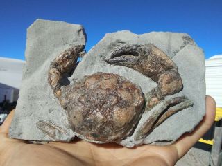 Crab Fossil Washington State Pulalius Vulgaris Extremely Large