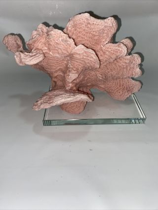 Stunning Pink Large Real Natural Sea Coral Reef Mounted On Glass Almost 10 Inch