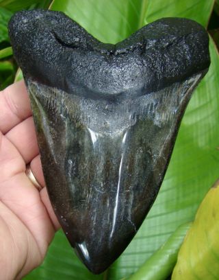Megalodon Shark Tooth - Xl 5 & 1/2 In.  - Real Fossil - Jaw - Sharks Teeth
