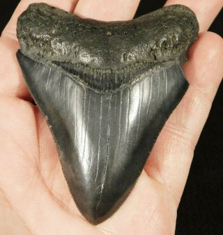 A Larger 100 Natural Carcharocles Megalodon Shark Tooth Fossil 74.  9gr