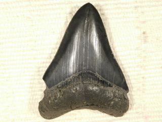 A Larger 100 Natural Carcharocles MEGALODON Shark Tooth Fossil 74.  9gr 2