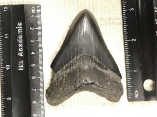 A Larger 100 Natural Carcharocles MEGALODON Shark Tooth Fossil 74.  9gr 3