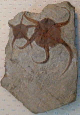 Fossil Of Two Starfish From Morocco
