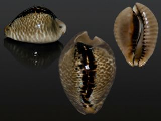 Seashell Cypraea Mus Special Color.  Pattern Very Unusual 51.  3 Mm