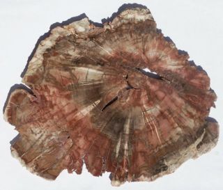 Large,  Polished Zimbabwe Petrified Wood Round - Woodworthia