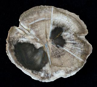 Perfect Preservation Oak Slice Deschutes Canyon Oregon Polished Petrified Wood