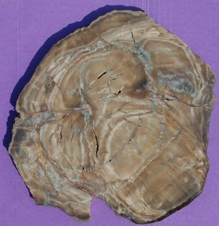 Large,  Polished Arizona Petrified Wood Round - Woodworthia
