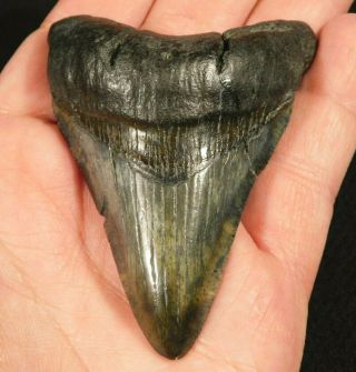 A Larger 100 Natural Carcharocles Megalodon Shark Tooth Fossil 65.  4gr