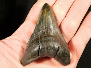 A Larger 100 Natural Carcharocles MEGALODON Shark Tooth Fossil 65.  4gr 2