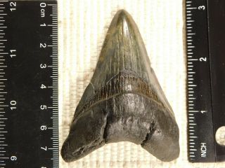 A Larger 100 Natural Carcharocles MEGALODON Shark Tooth Fossil 65.  4gr 3