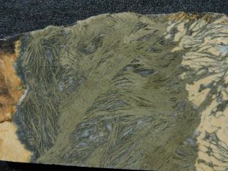 Rimrock: 11.  2 Oz Rare Feather Pyrite Rough Slab