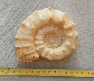 Ammonite Peltoceras Athleta Jurassic Callovian France