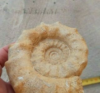 Ammonite Peltoceras athleta Jurassic Callovian France 2