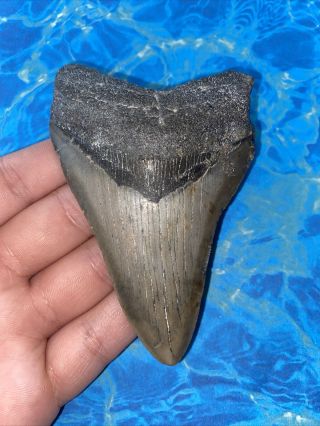 Megalodon Shark Tooth 4.  01” Huge Teeth Big Meg Scuba Diver Direct Fossil 3604