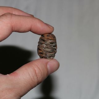 Meta Sequoia Pine Cone Fossil - Hell Creek Formation Cretaceous Rare Elongated