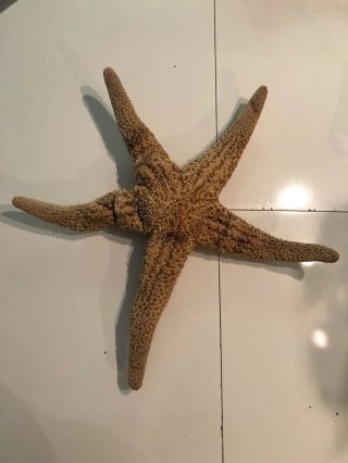 Gorgeous Oversized Starfish