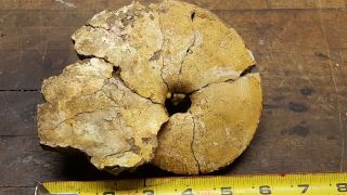 6 " Placenticeras Meeki Ammolite Ammonite Fossil Canada Opalized.