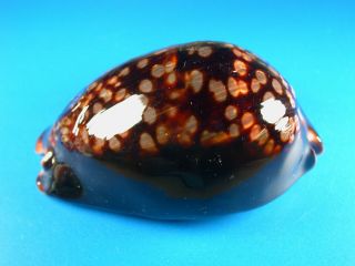Cypraea Mauritiana,  Dark Pattern,  Heavy Callous,  Large,  101.  2mm,  Hawaii Shell