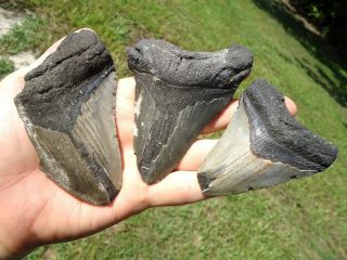 3 Large Megalodon Shark Teeth Florida Fossils Sharks Tooth Mako Great White Jaws